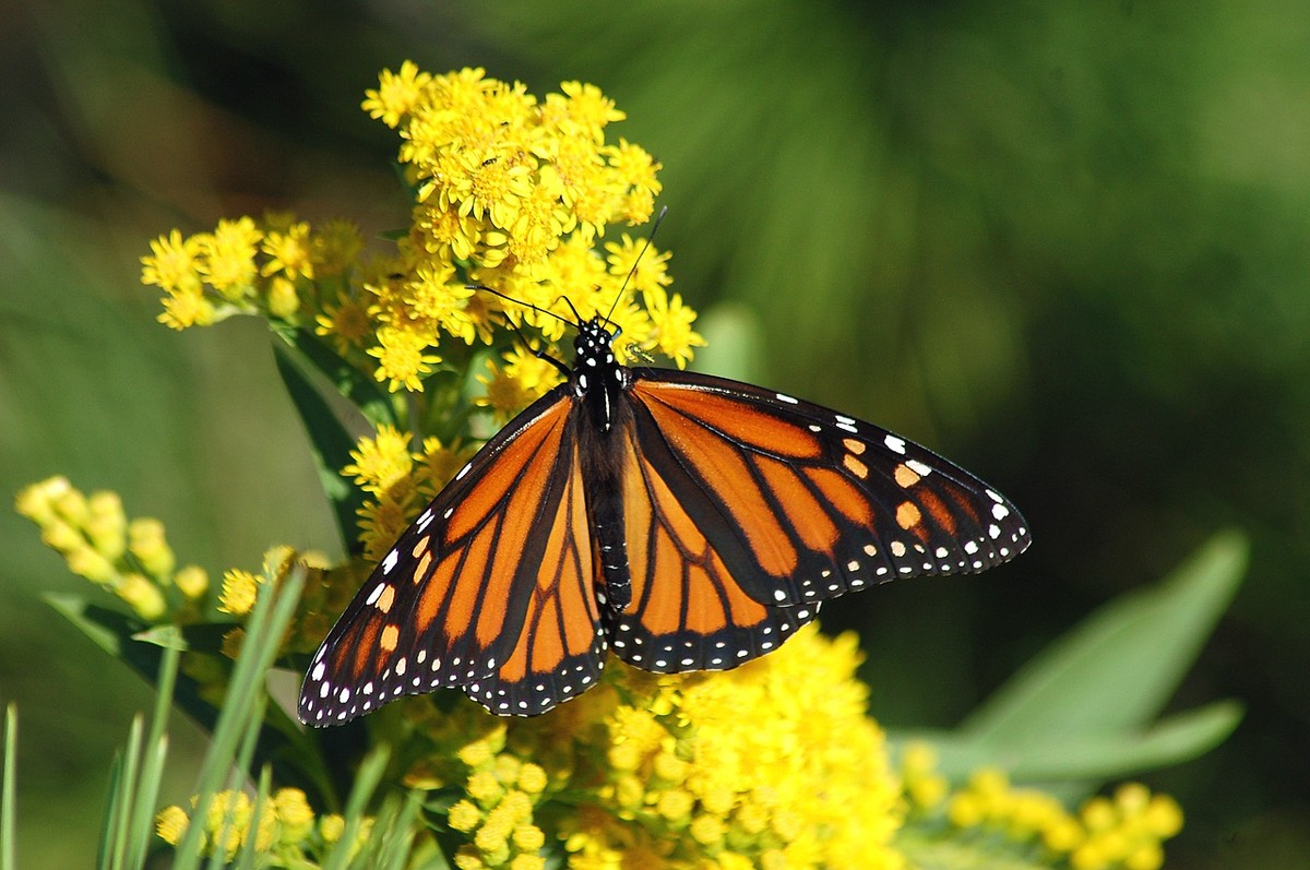 Monarch Butterfly Numbers Soar in California After Dramatic Losses