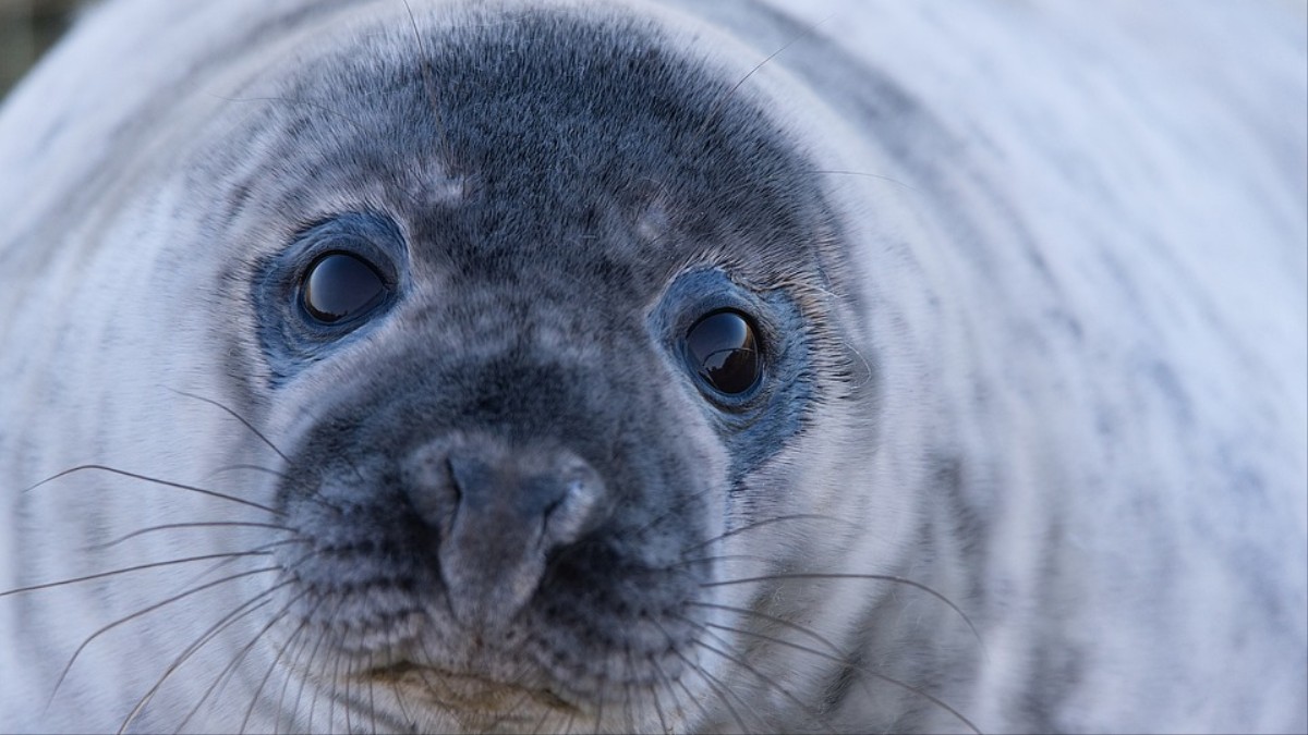 Newfoundland Town Overrun by Confused Seals