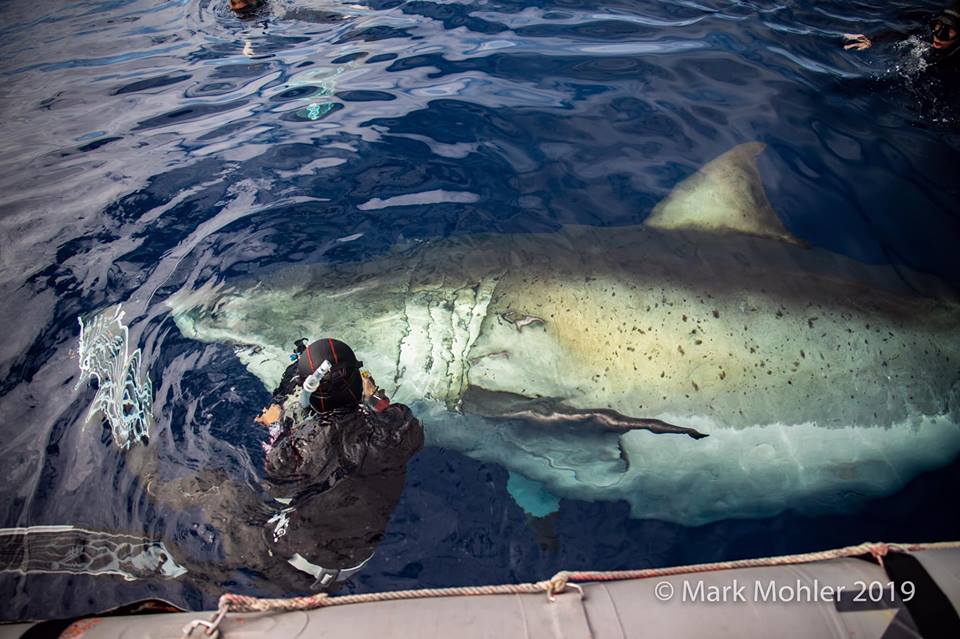 deep blue shark hawaii sighting