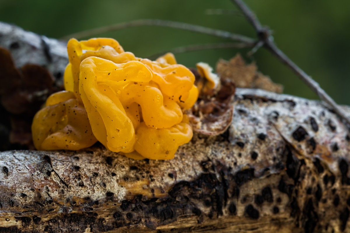 I Want to Eat This Tree Fungus That Looks Like Mac and ...