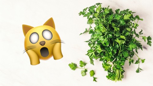 Don't stick parsley in your vagina, doctors warn 1548187106590-parsley.jpeg?crop=1xw%3A0