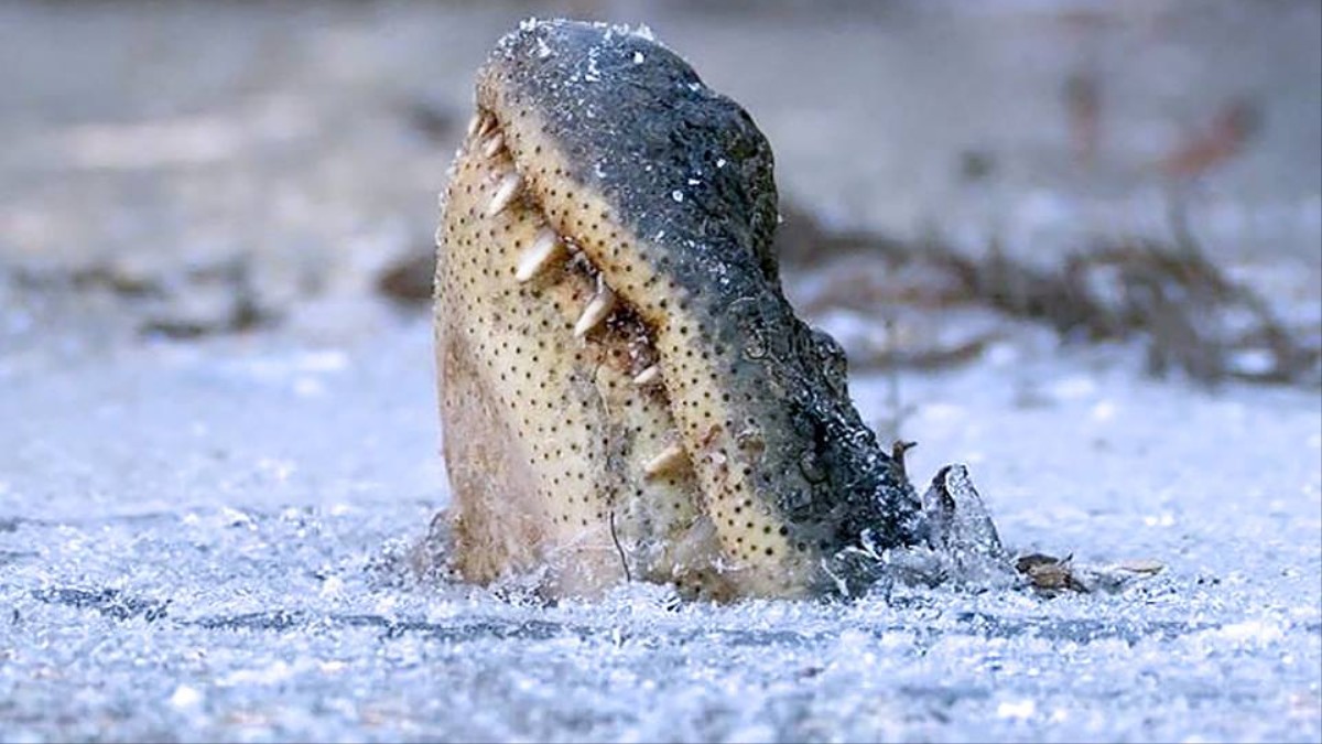 Alligators in North Carolina Have Frozen With Their Noses Above the
