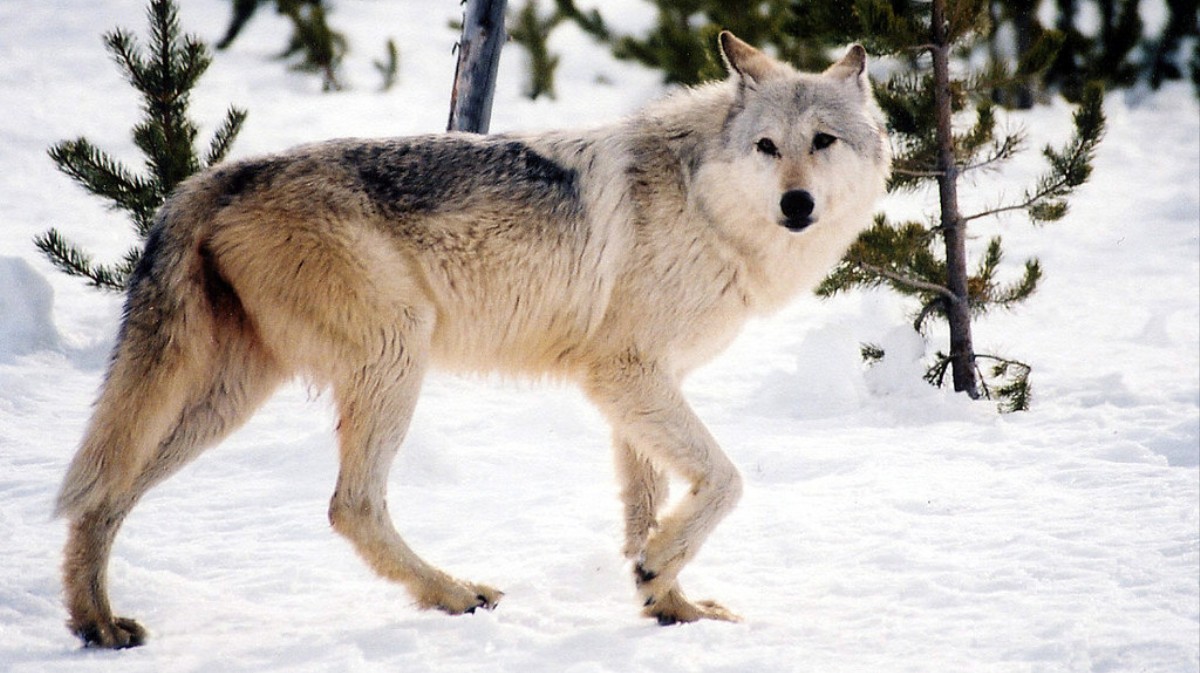 Watch Wolves Claim Their Territories in GPS Map of Their Movements