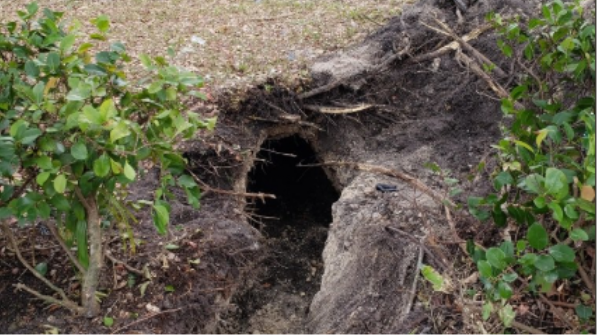 This Sinkhole In Florida Turned Out To Be A Secret