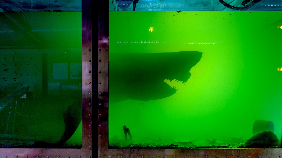 This Abandoned Melbourne Wildlife Park Features A Decaying Shark