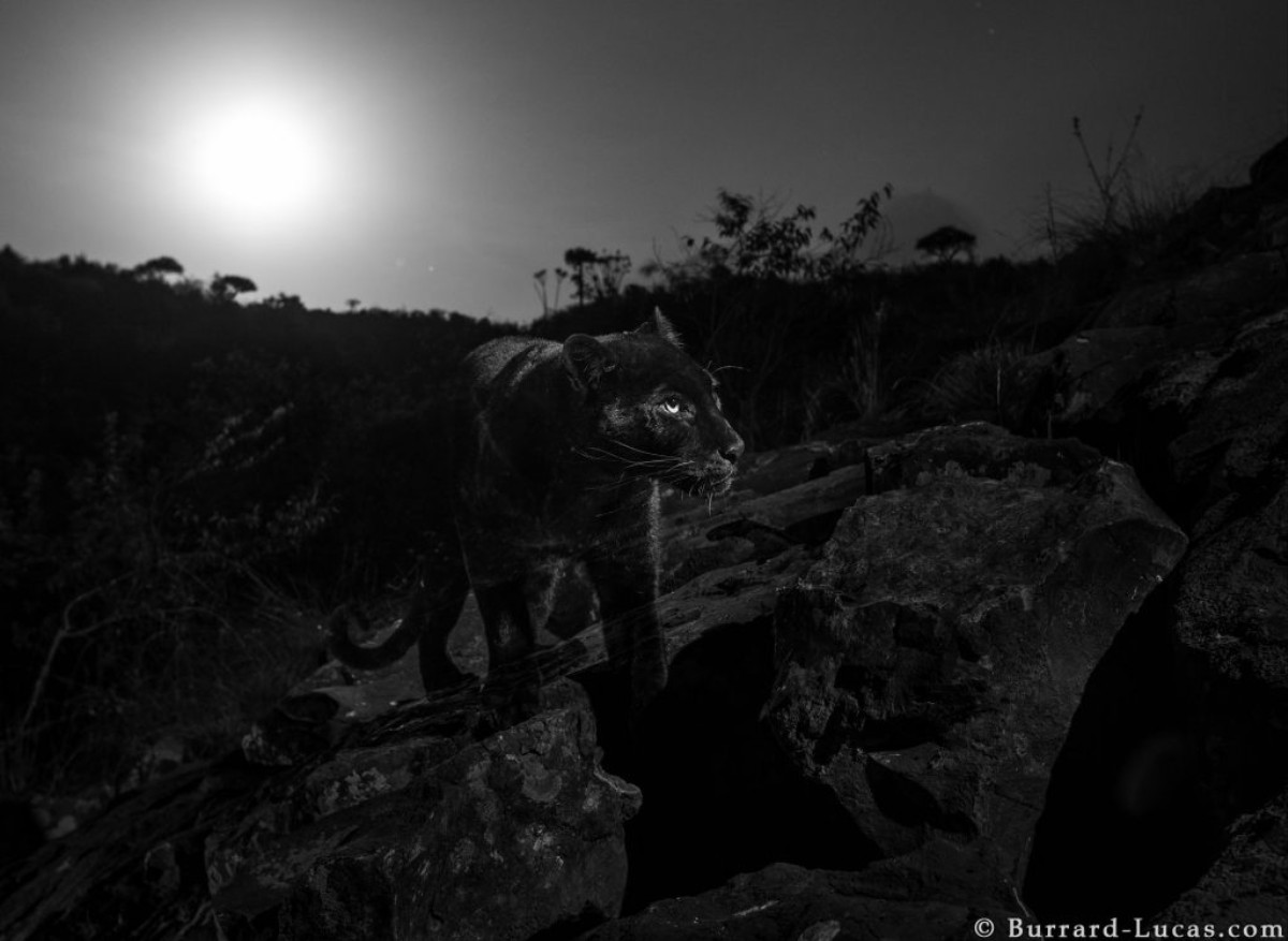 An African Black Leopard Has Been Captured in Stunning Rare Photographs ...