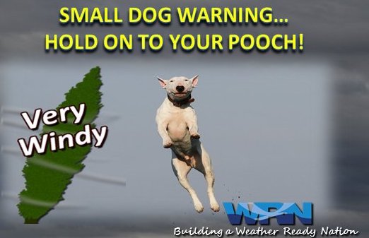 Please Don't Let Your Tiny Dog Blow Away in the Wind