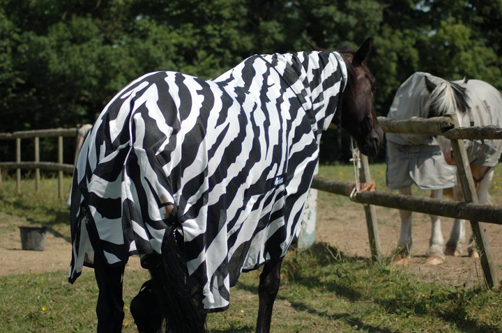 Scientists Dressed Horses Like Zebras to Figure Out Why They Have