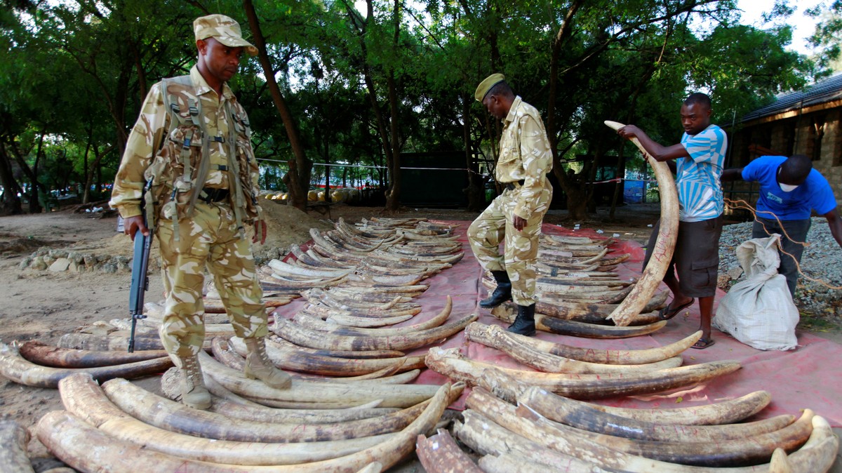 This Woman Killed Hundreds Of Elephants For Their Ivory. Cops Finally