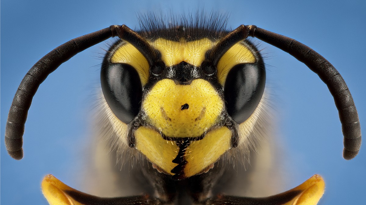 the battle to remove rotorua's gigantic wasp nest enters