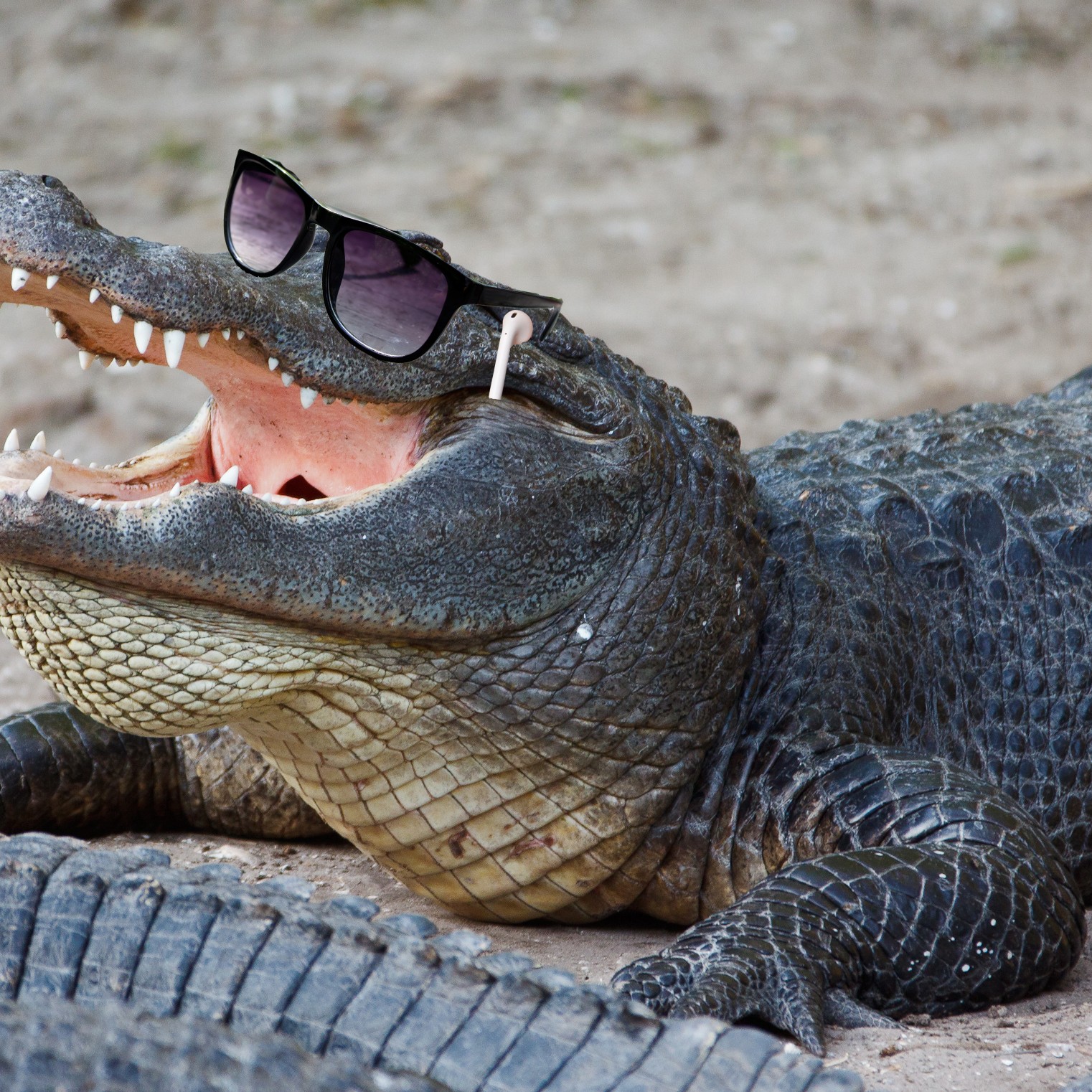 Scientists Gave Alligators Ketamine and Headphones to Understand Dinosaur  Hearing