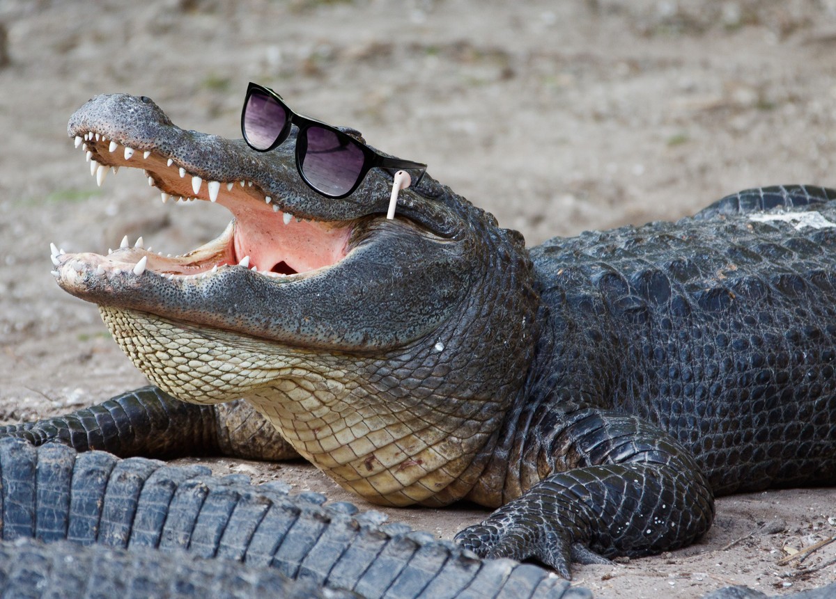 Scientists Gave Alligators Ketamine and Headphones to Understand