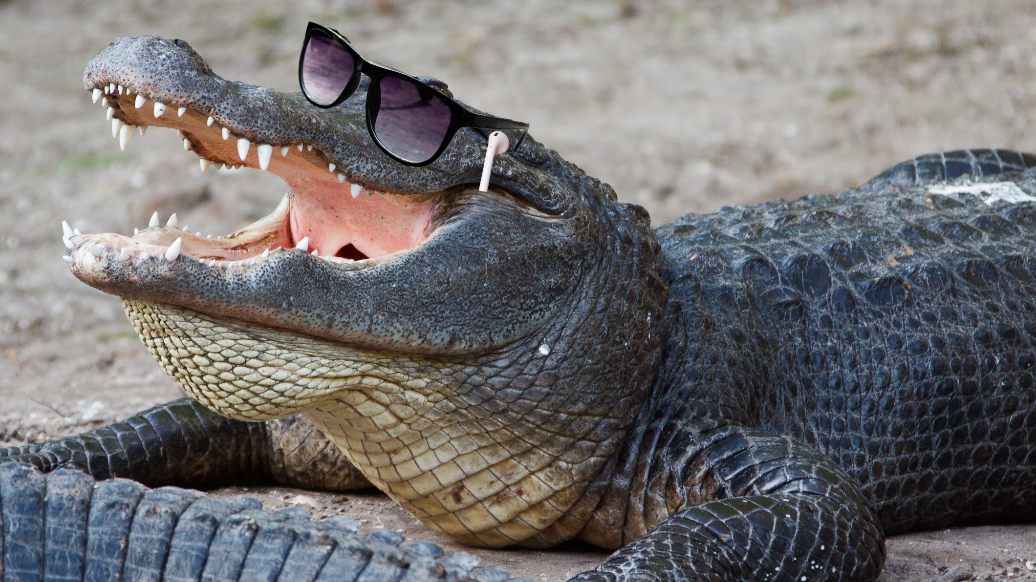 Scientists Gave Alligators Ketamine and Headphones to Understand Dinosaur Hearing
