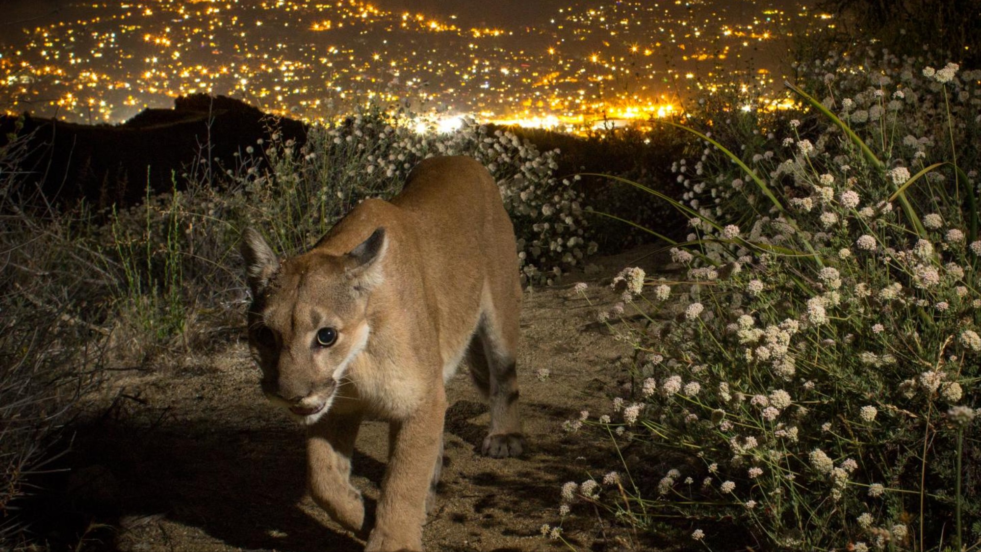 lion p22 spektrum katzen raubkatzen