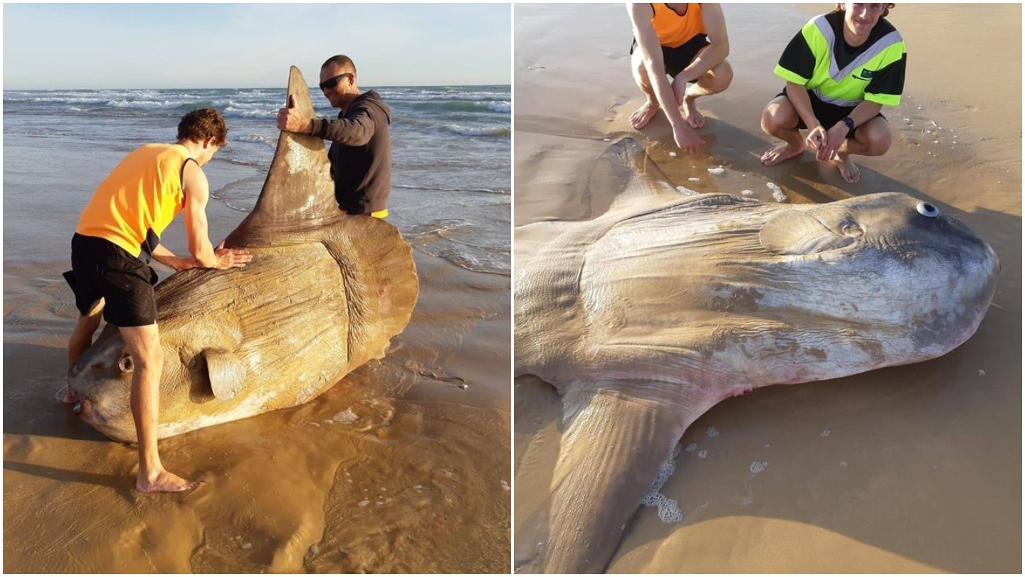 Boulder-sized sunfish washes ashore in Australia