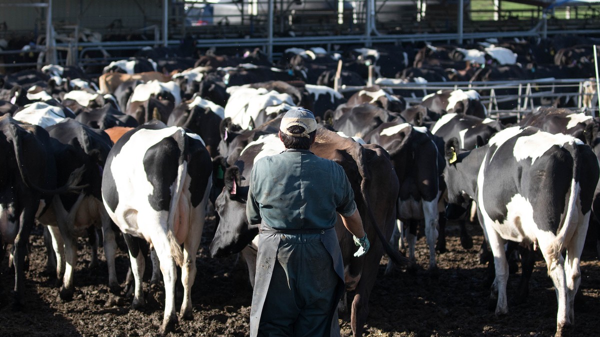 New Zealand is coming for these farmers’ guns. They're OK with that.