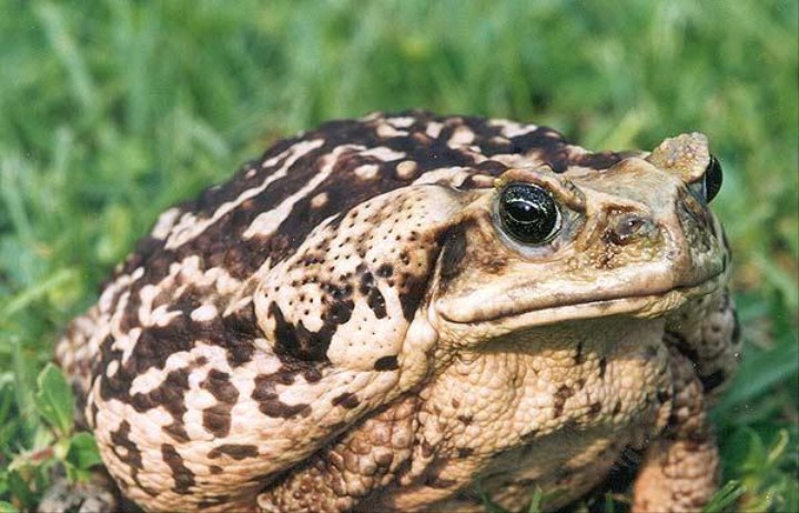 Thousands Of Poisonous Toads Have Overrun A Florida Town Vice 