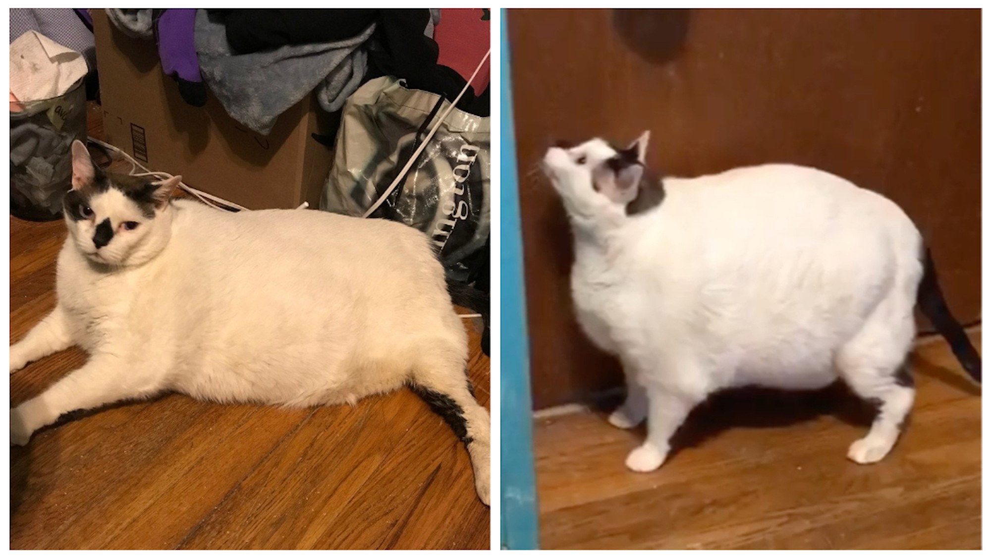 41-Pound Cat Needs a Home