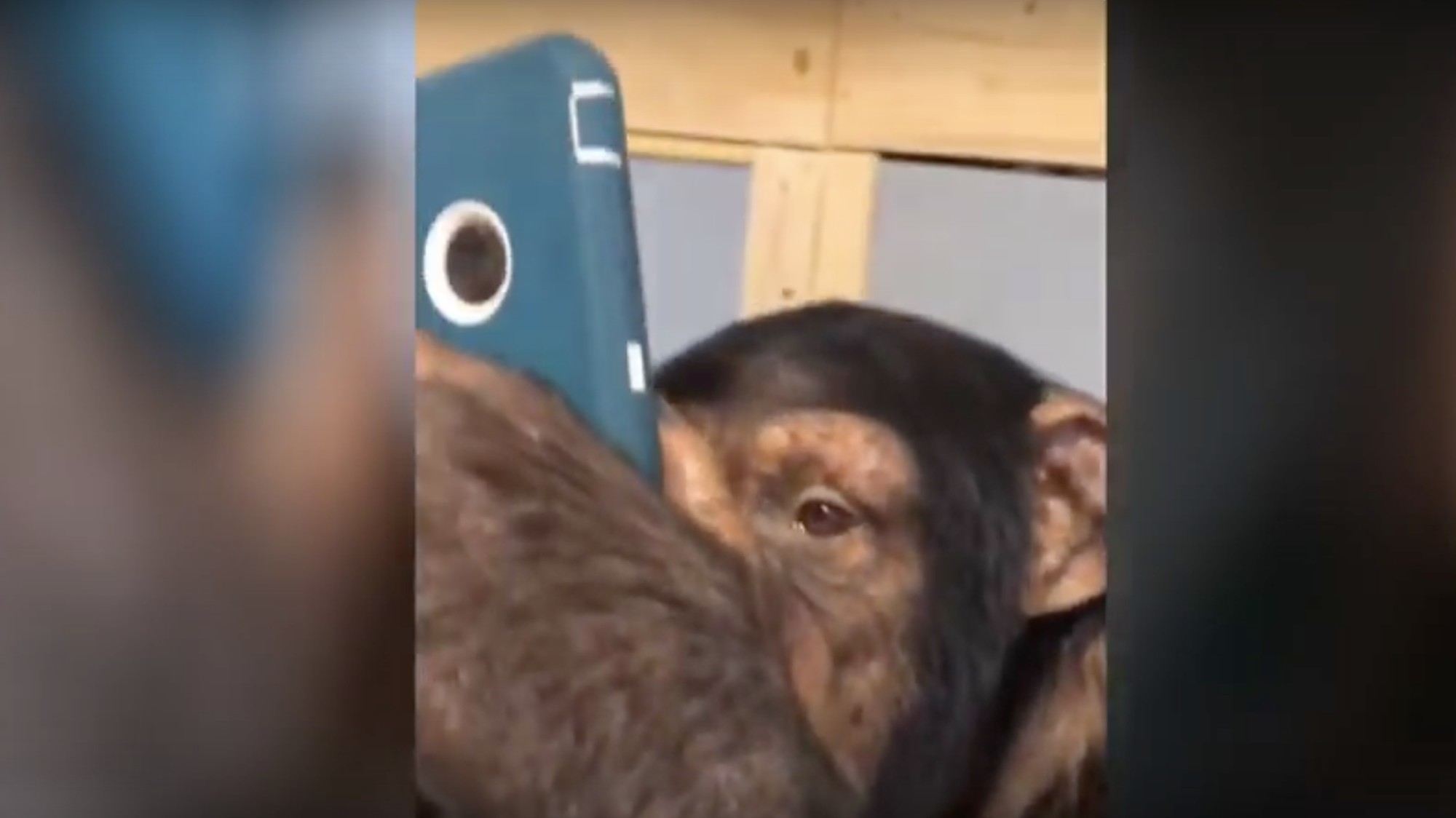 Chimpanzee Sex - That Viral Video of a Chimp Scrolling Instagram Is Bad ...