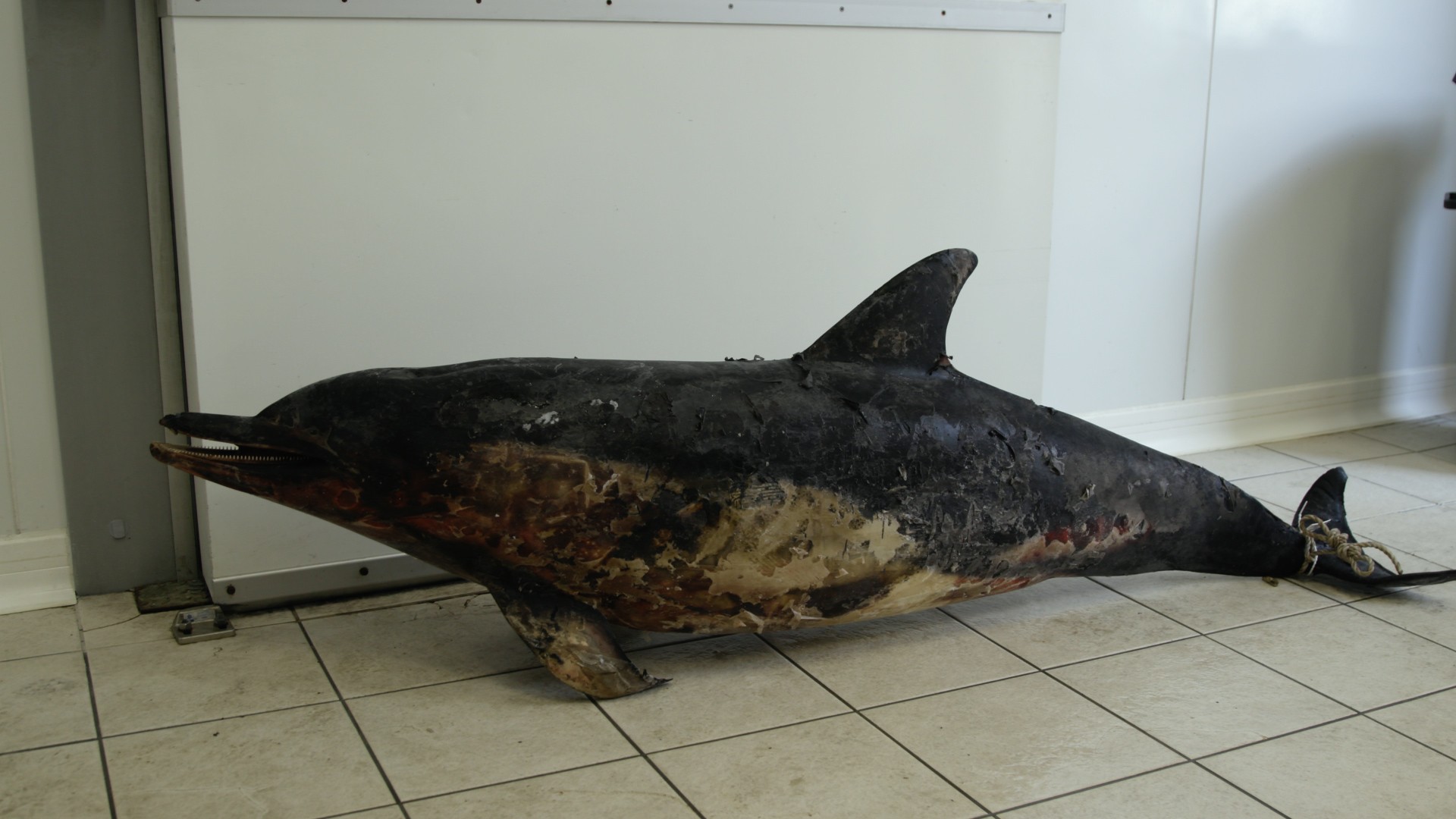 More Dolphins Are Washing Up Dead On France S Shores Fishermen