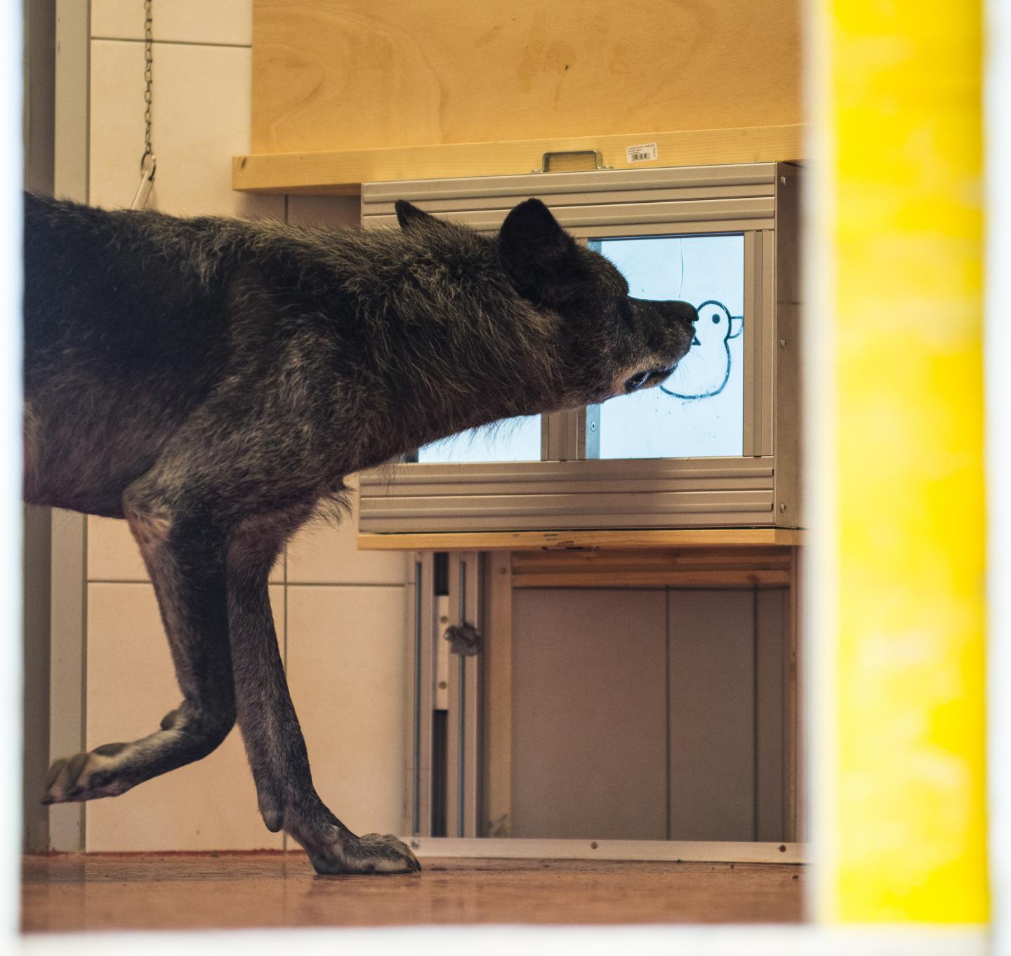 los perros evolucionaron de los lobos