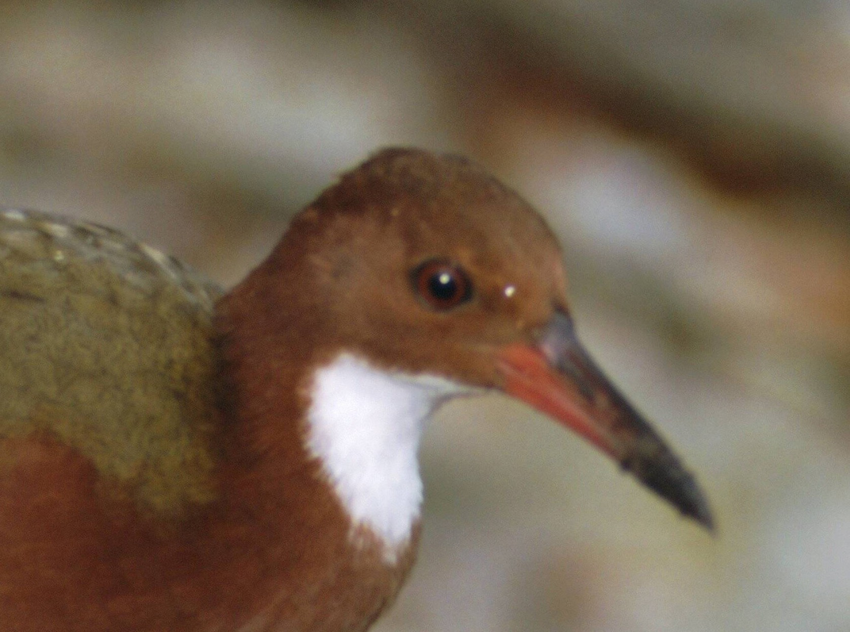 Diese Vogelart Ist Ausgestorben Und Dann Wieder Neu Entstanden