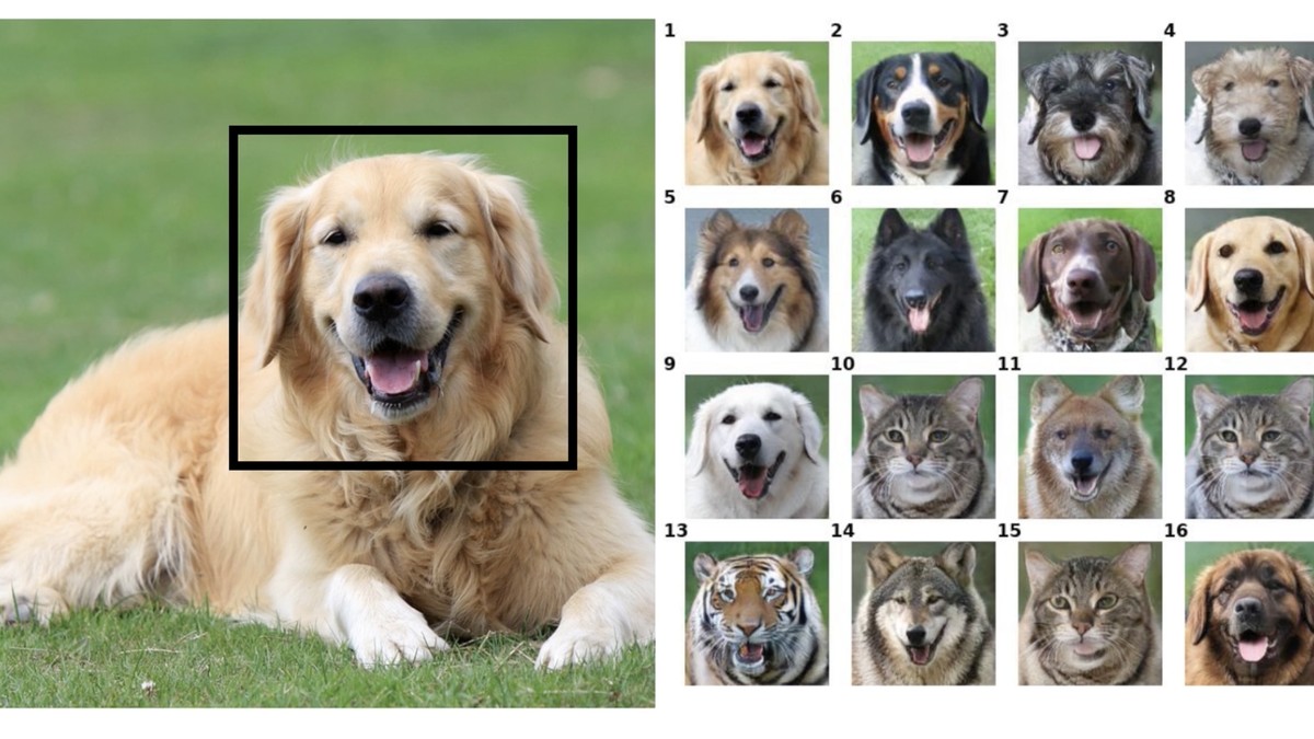 Определение породы собаки по фото онлайн