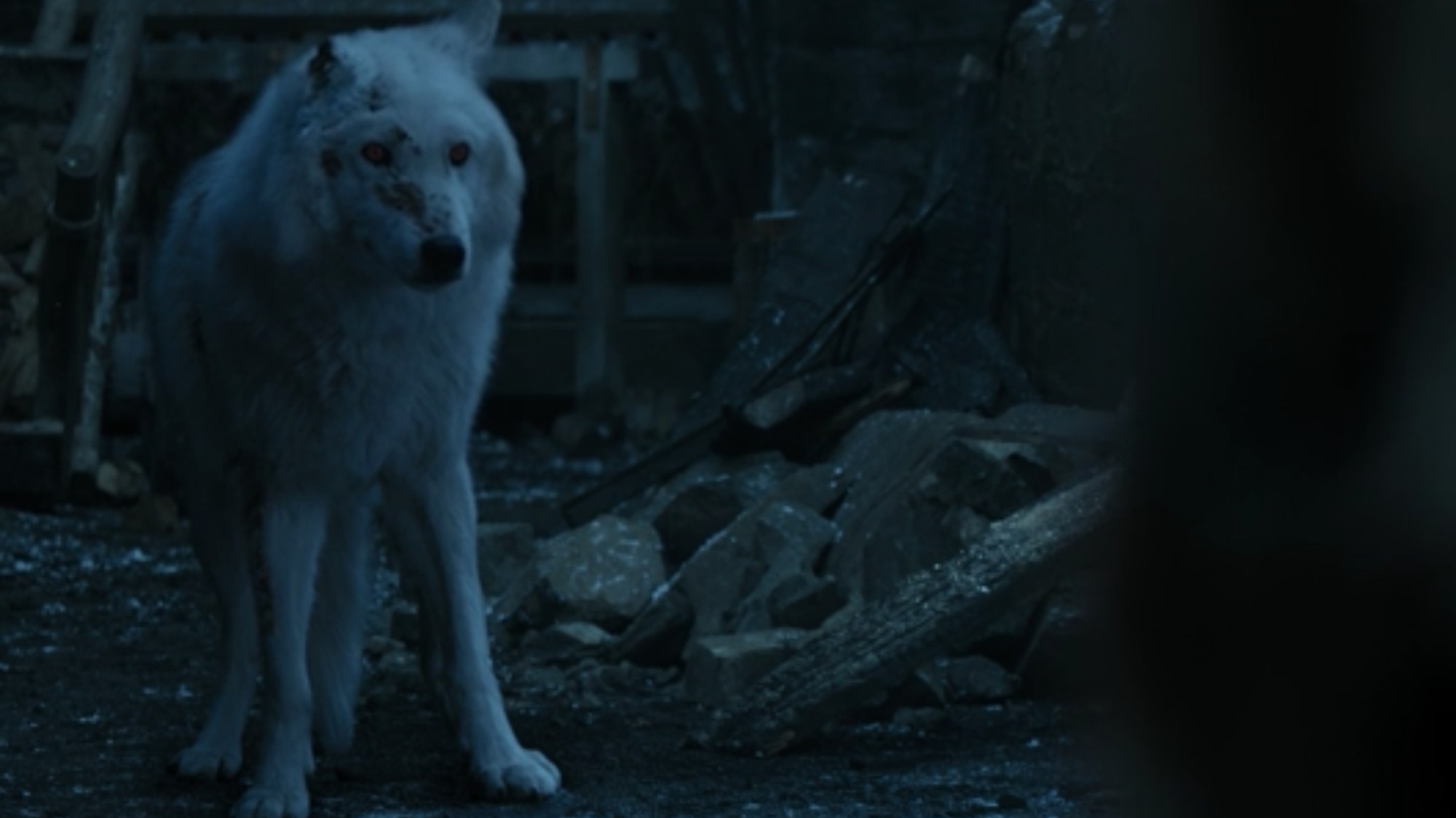 Ghost Was The Only Good Part Of The Game Of Thrones Finale Vice