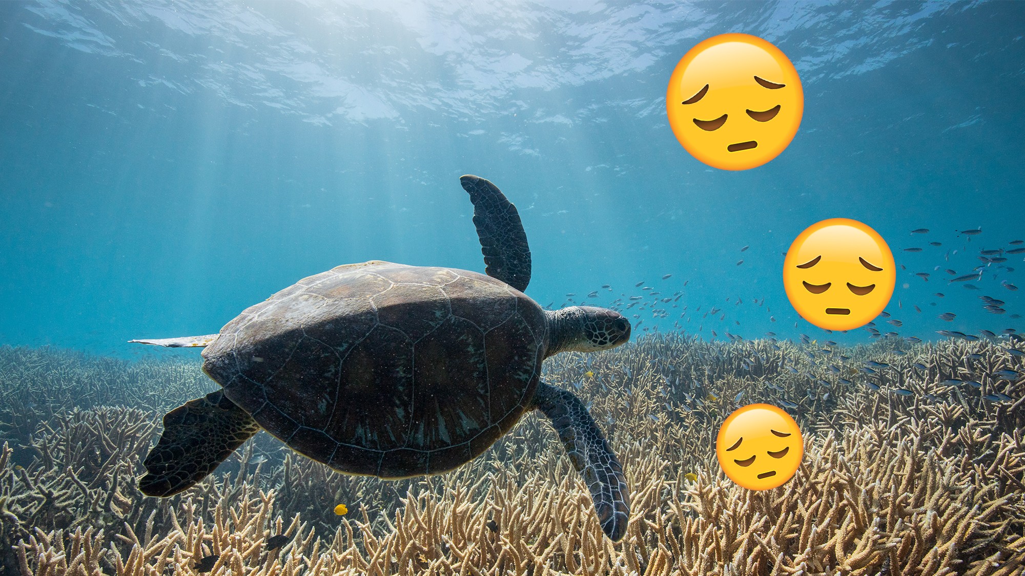 Climate Grief' Is Real and I've Got It Bad