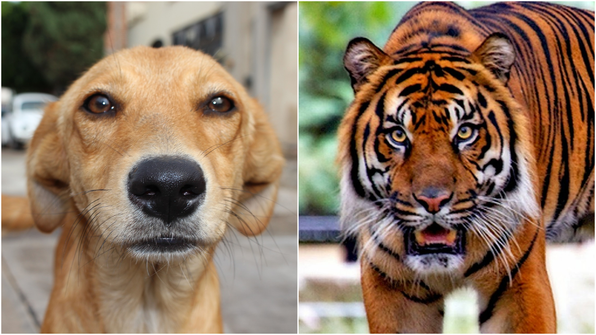 tiger playing with dog