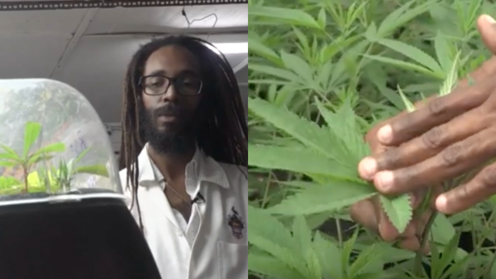 A Jamaican Scientist Is Growing The Supreme Ganja That Bob Marley Used To Smoke
