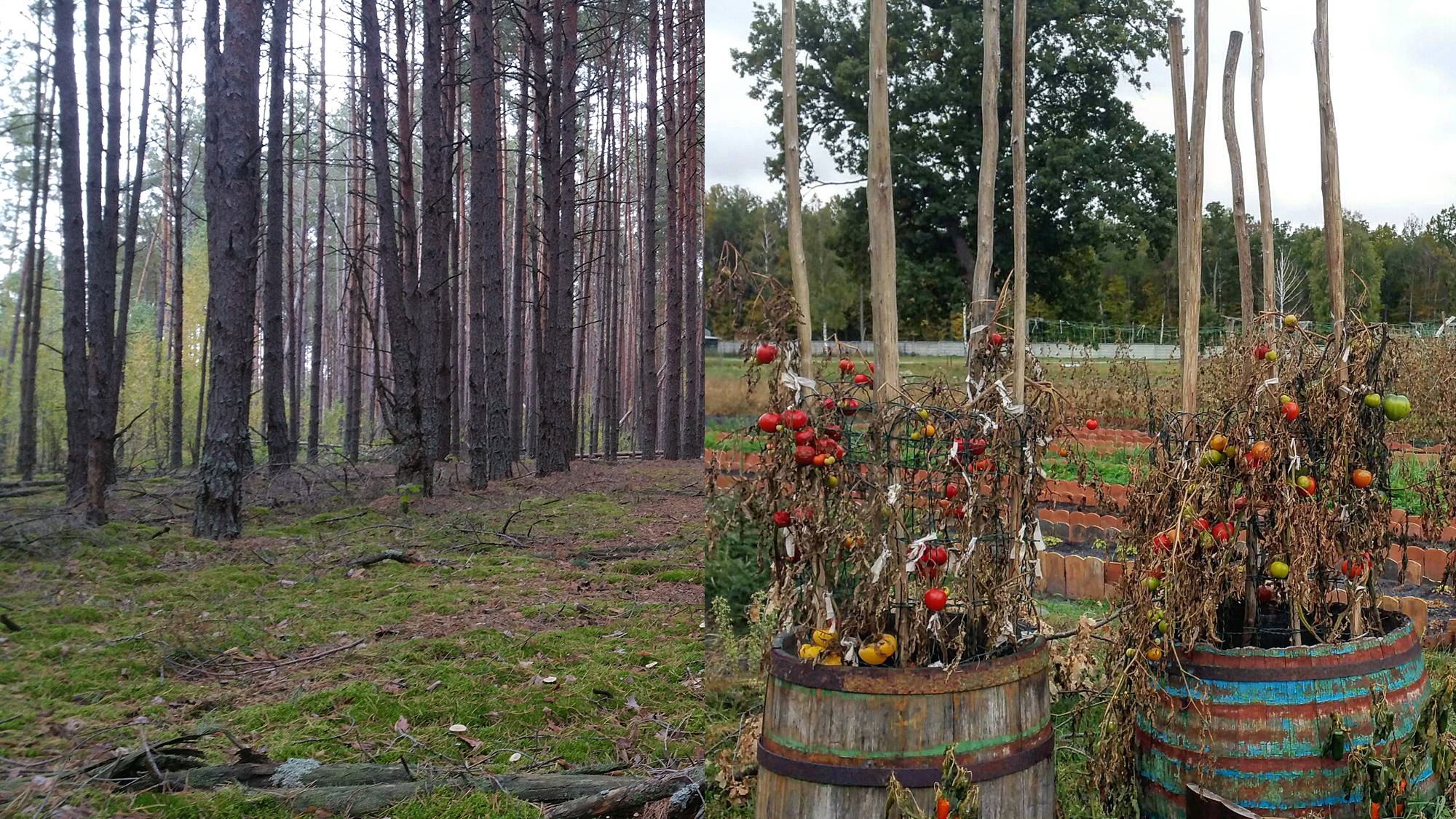 I Lived in Chernobyl to See if Nuclear Fallout Makes Fungus Grow Better