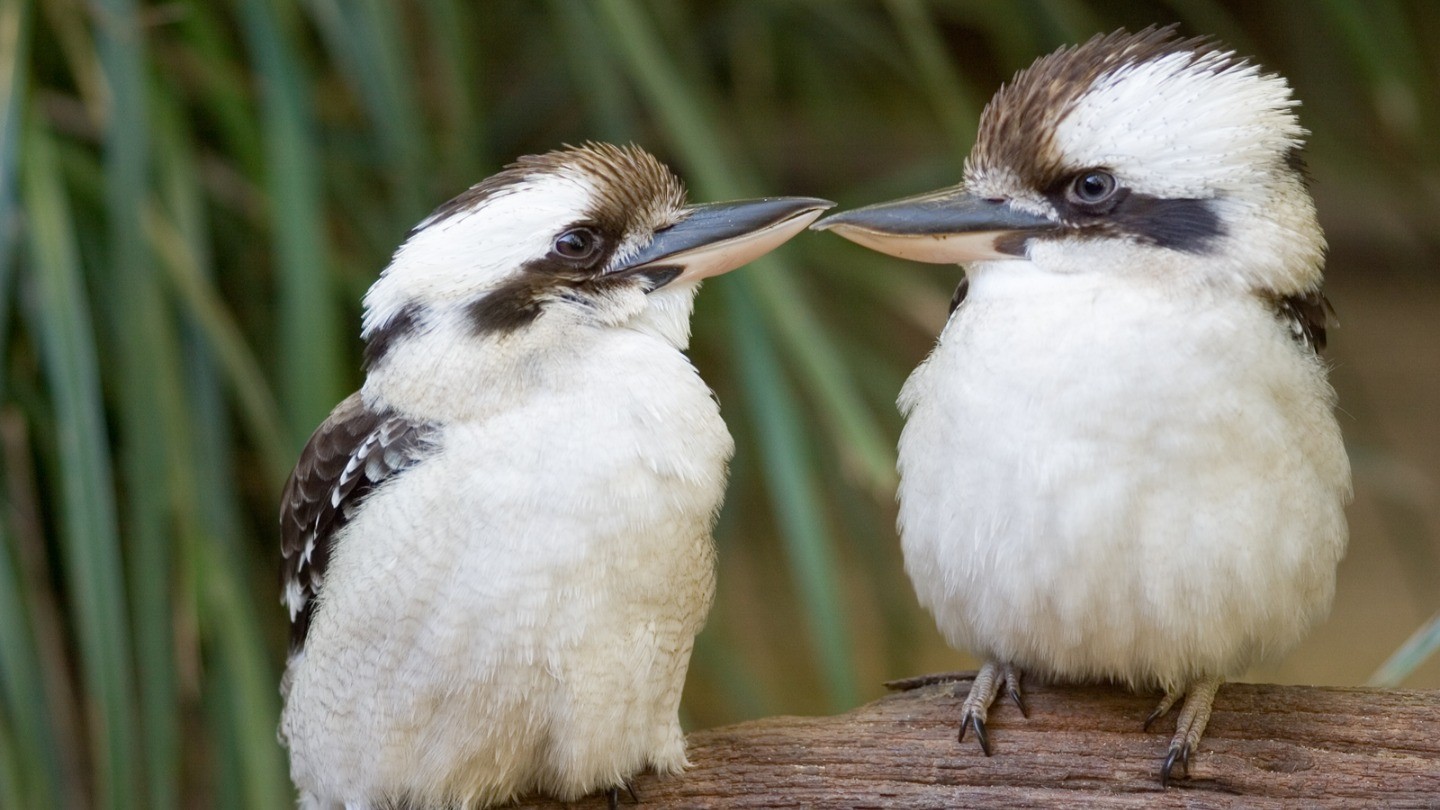 Horny Birds Cause Mass Blackout in Perth by Rooting on Power Lines