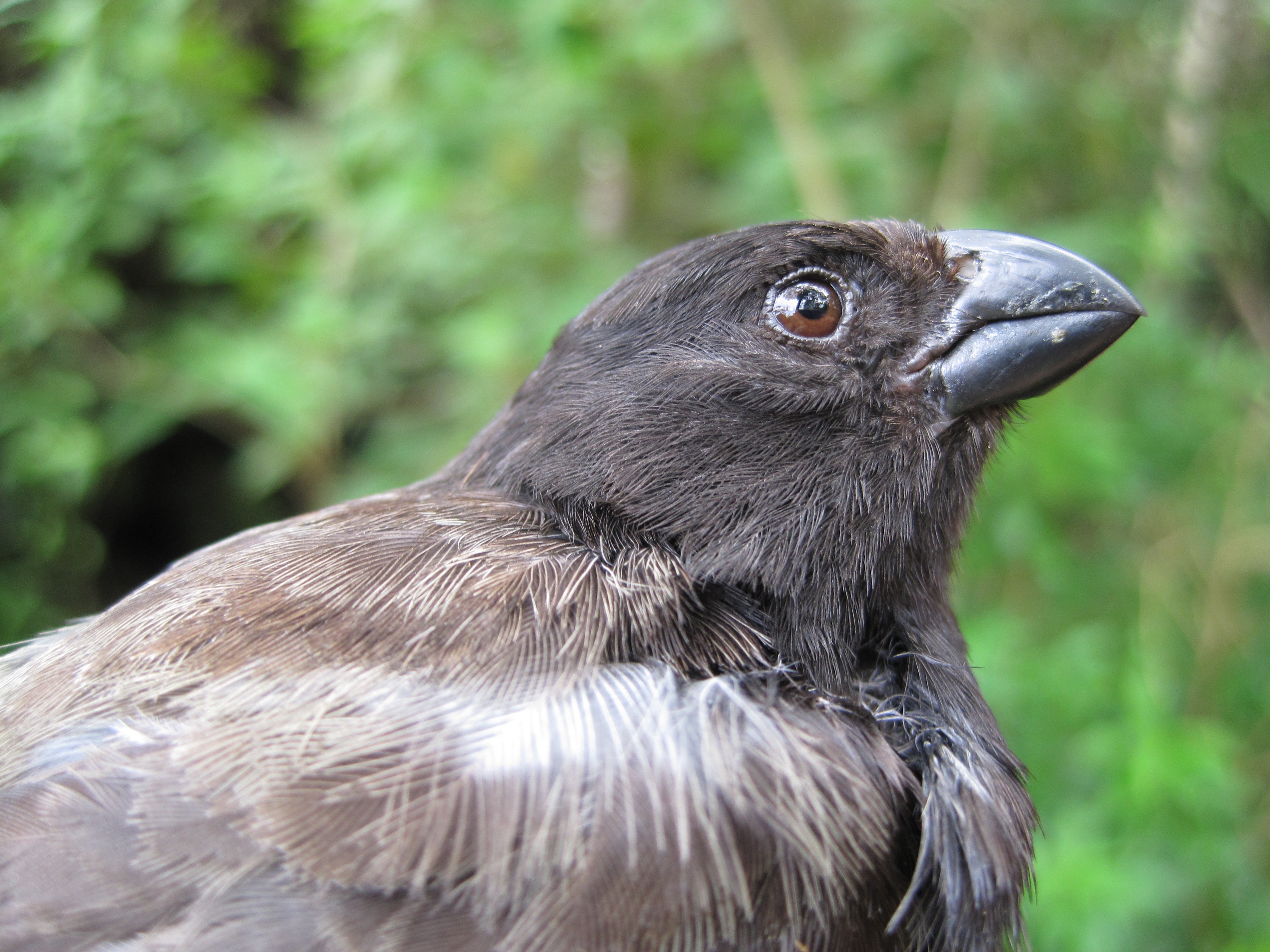 Darwin’s Finches Are In Danger Because a Parasite Is Changing Their