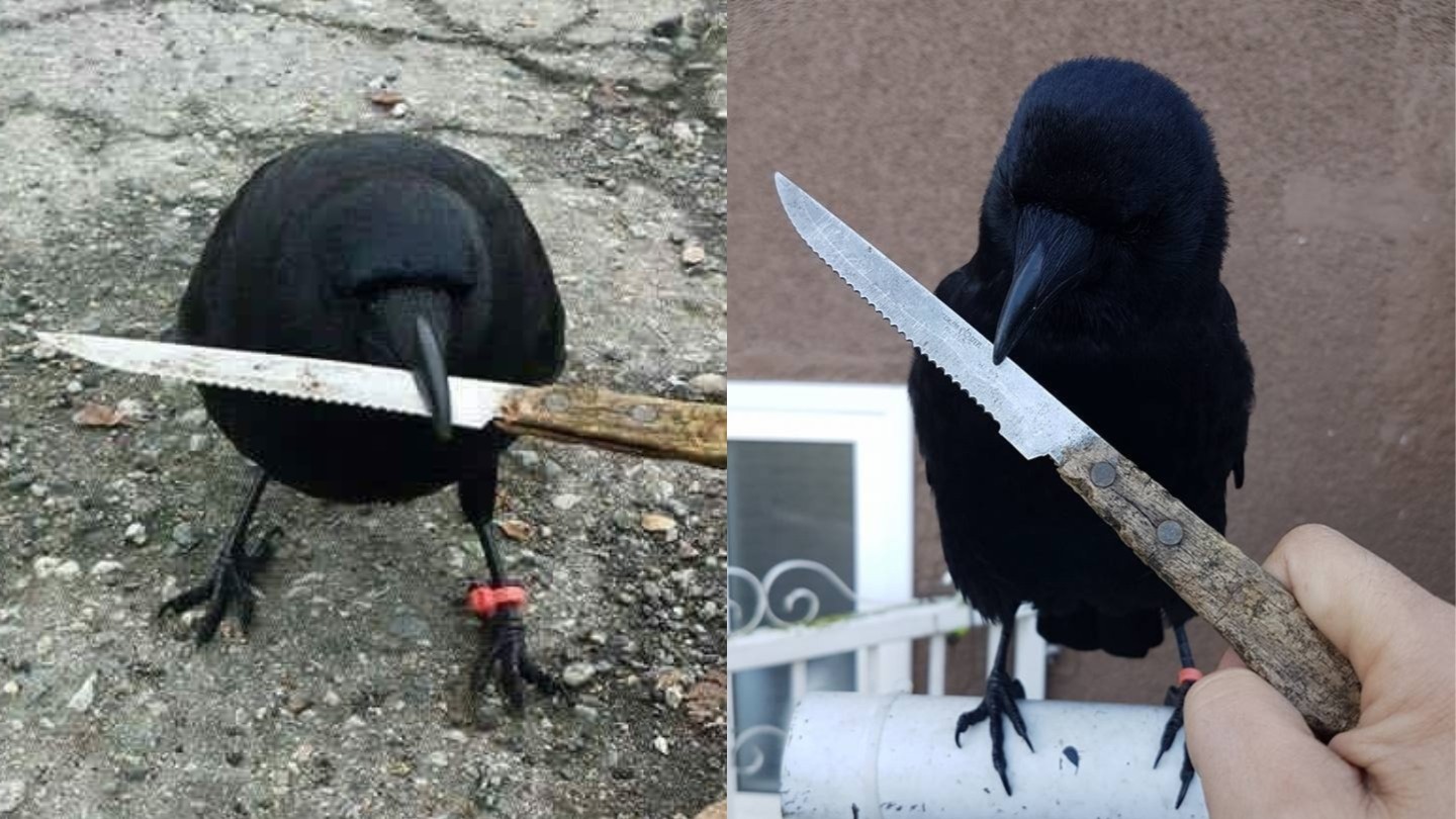 Animals With Knives, Ranked Animals With Knives, Ranked