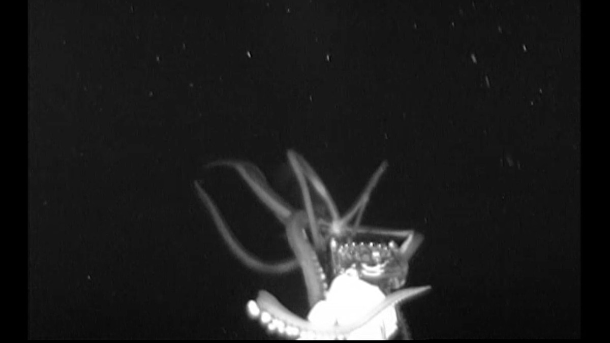 Rare Giant Squid Caught On Camera In Us Waters For The First Time 7610