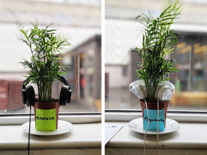 Does Music Help Your Plants Grow? VICE