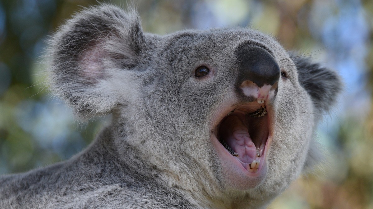 Злая коала