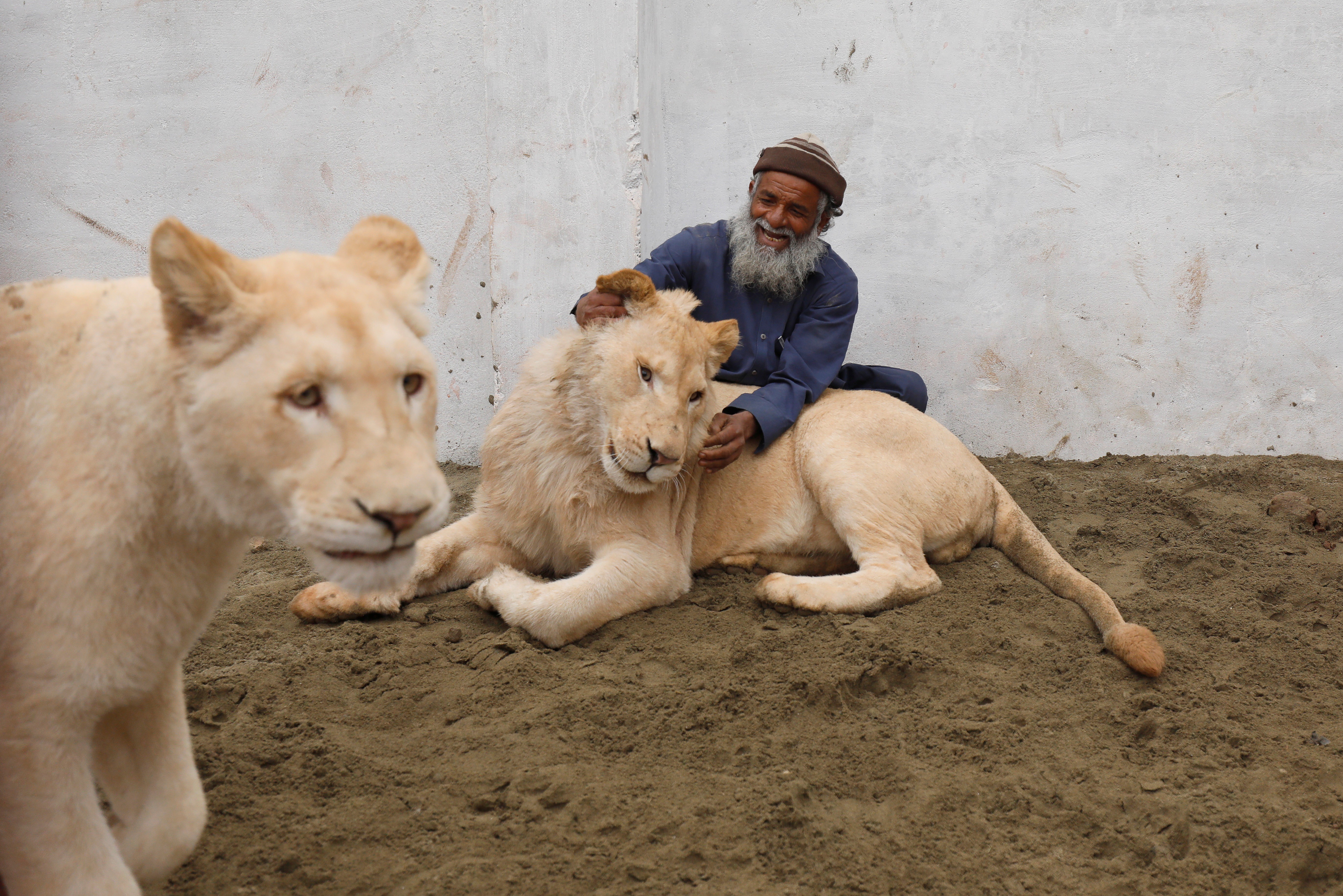 Pet lion shop