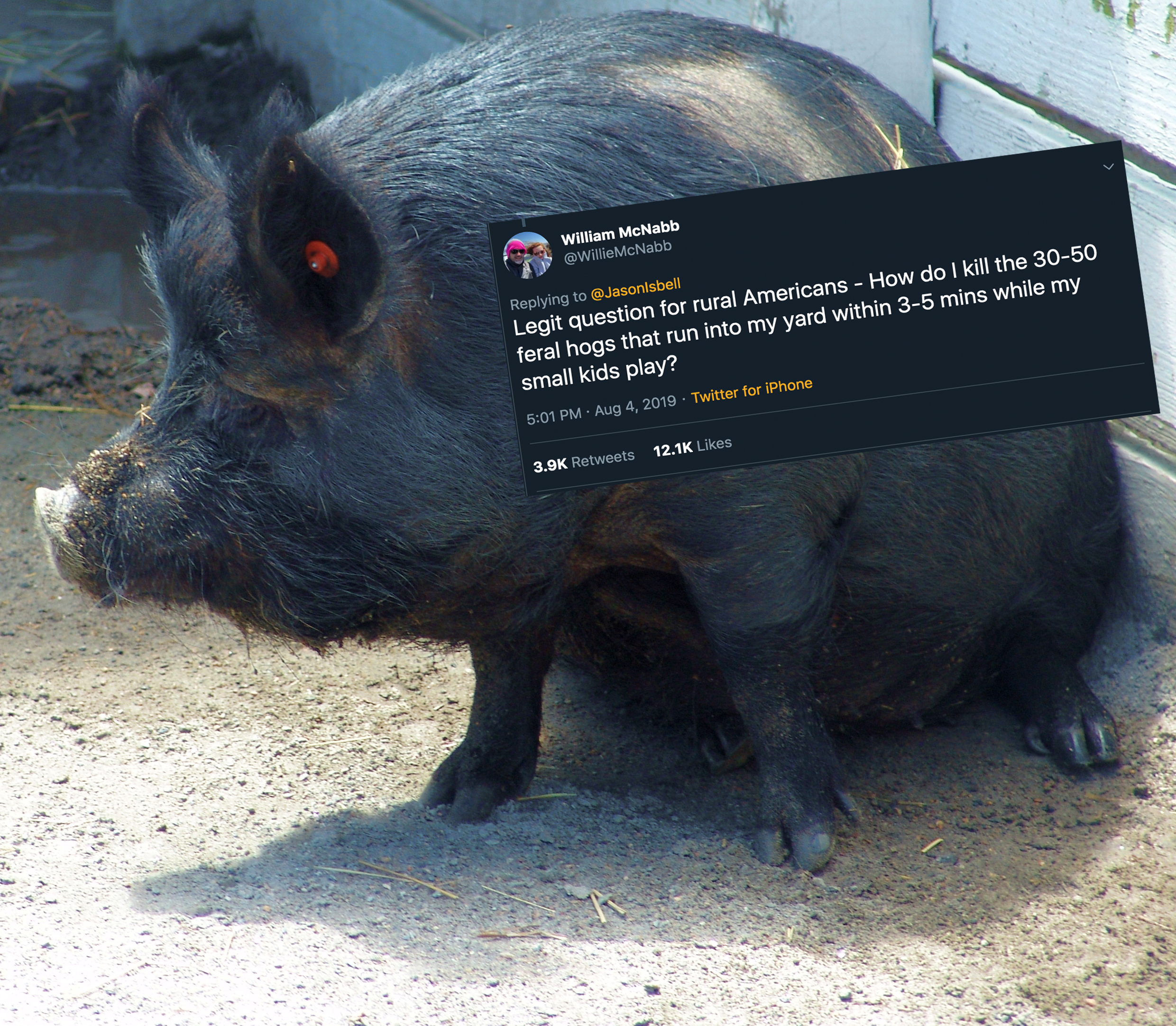 What Is the Feral Hog Meme and Why Is it So Funny?