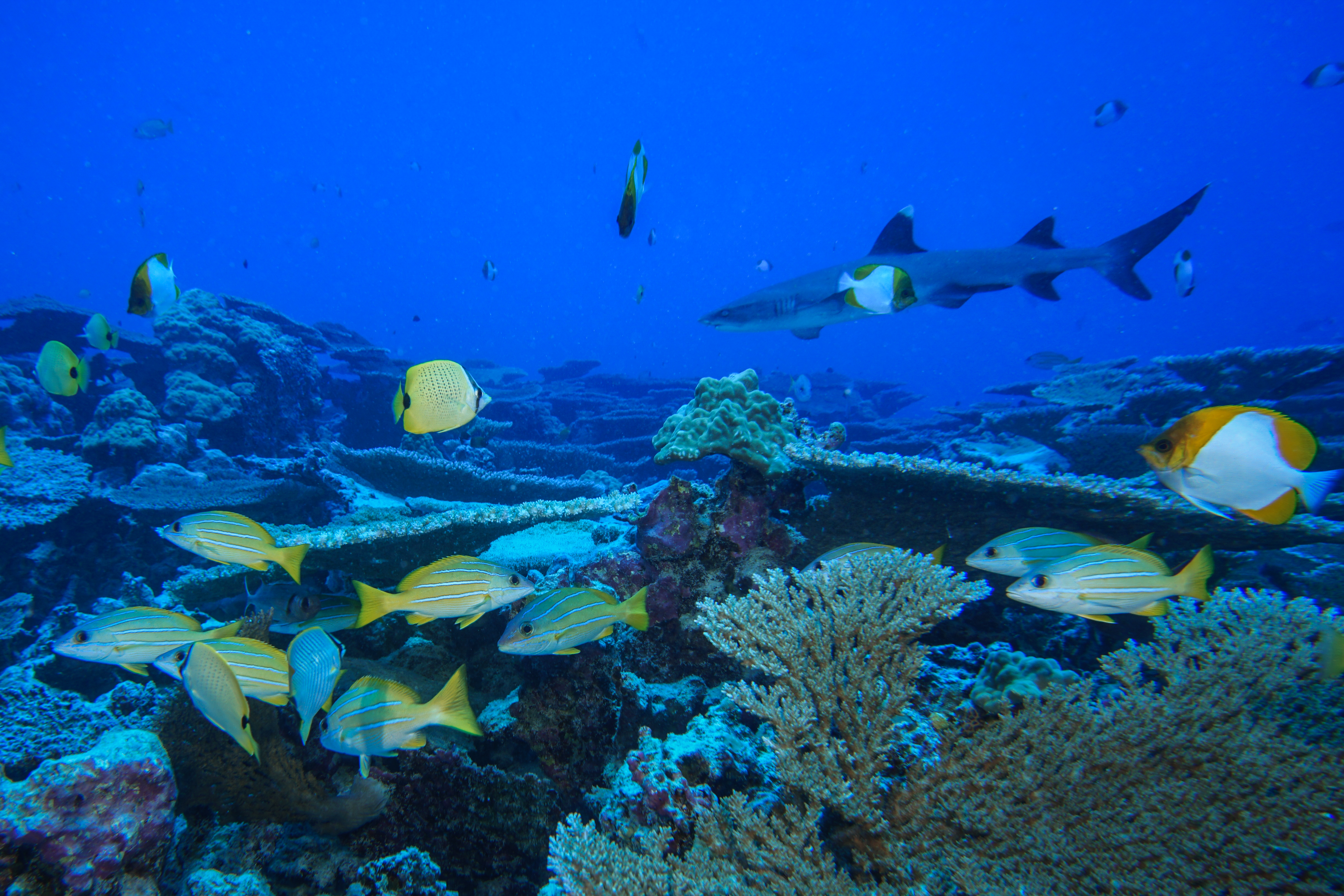 scientists-expected-this-underwater-mountain-range-to-be-barren-they