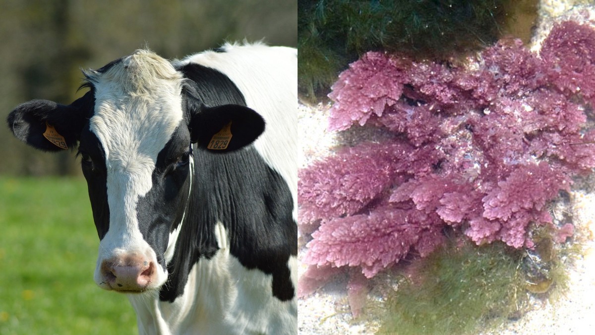 Que gases producen las vacas