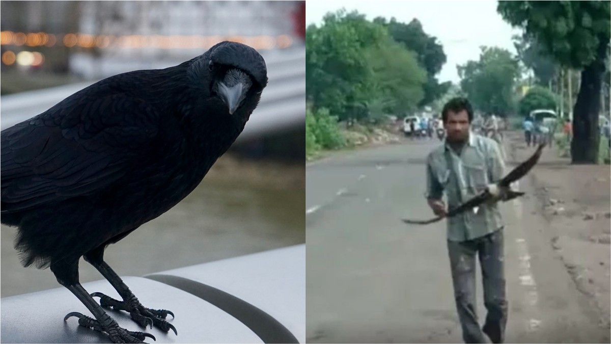 Madhya Pradesh Man Says Crows Keep Attacking Him After He Failed to ...