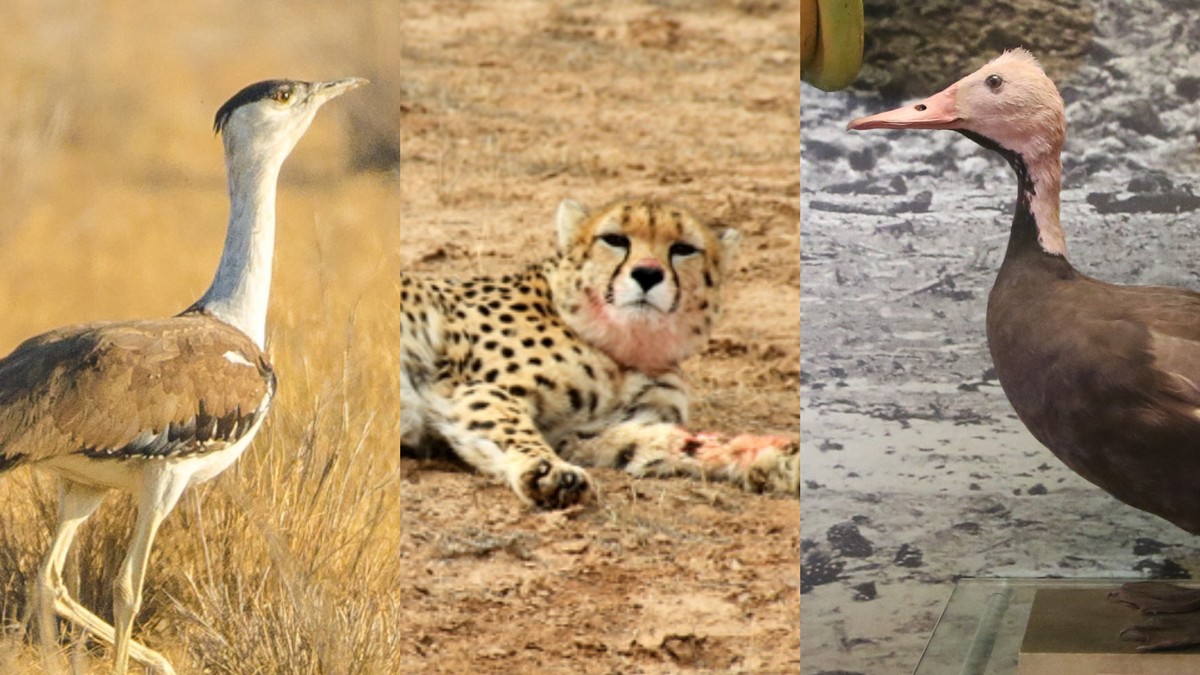Three Animal Species Declared Extinct in India