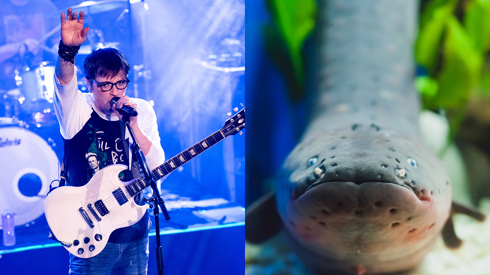 Wait, Rivers Cuomo Got Violently Attacked by an Electric Eel in 2012?