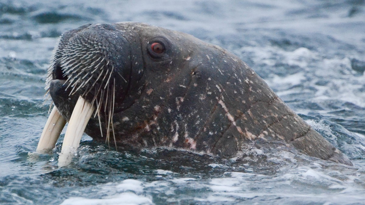 Angry Walrus Attacks and Sinks Russian Navy Boat