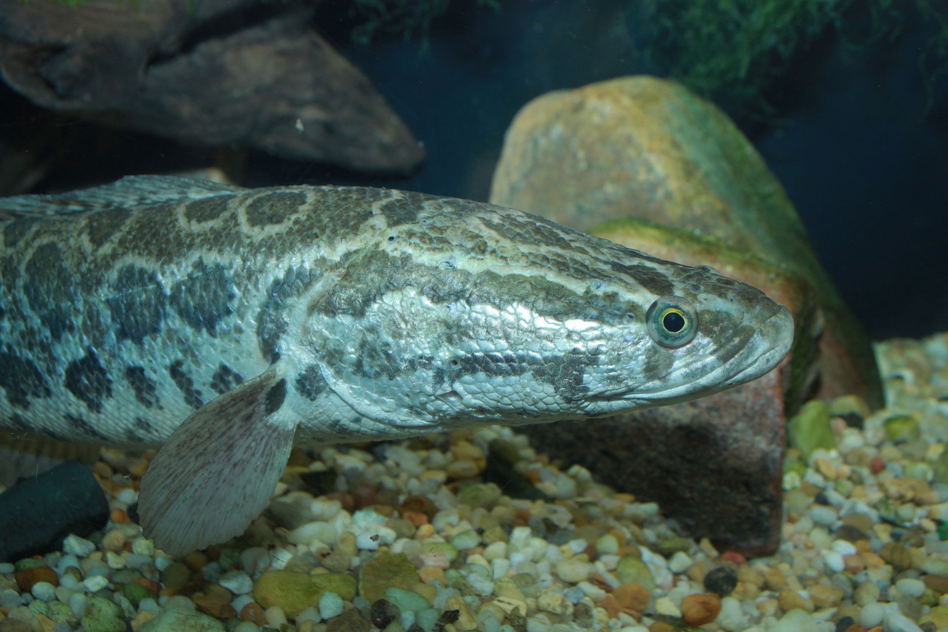 Viral Picture of REAL Fish With Human Lips and Teeth [PHOTO] – WARM 106.9