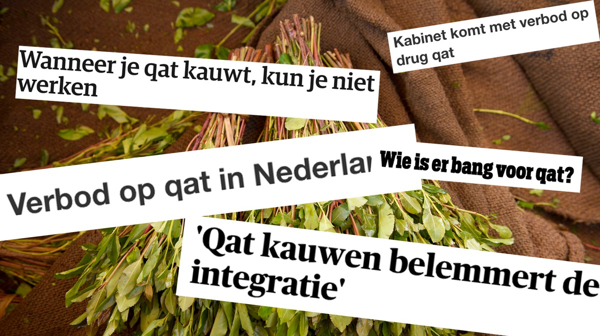 waarom-is-qat-verboden-in-nederland