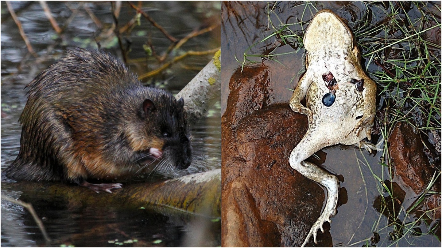 The Enigmatic Bative Water Rat: A Glimpse Into A Hidden World