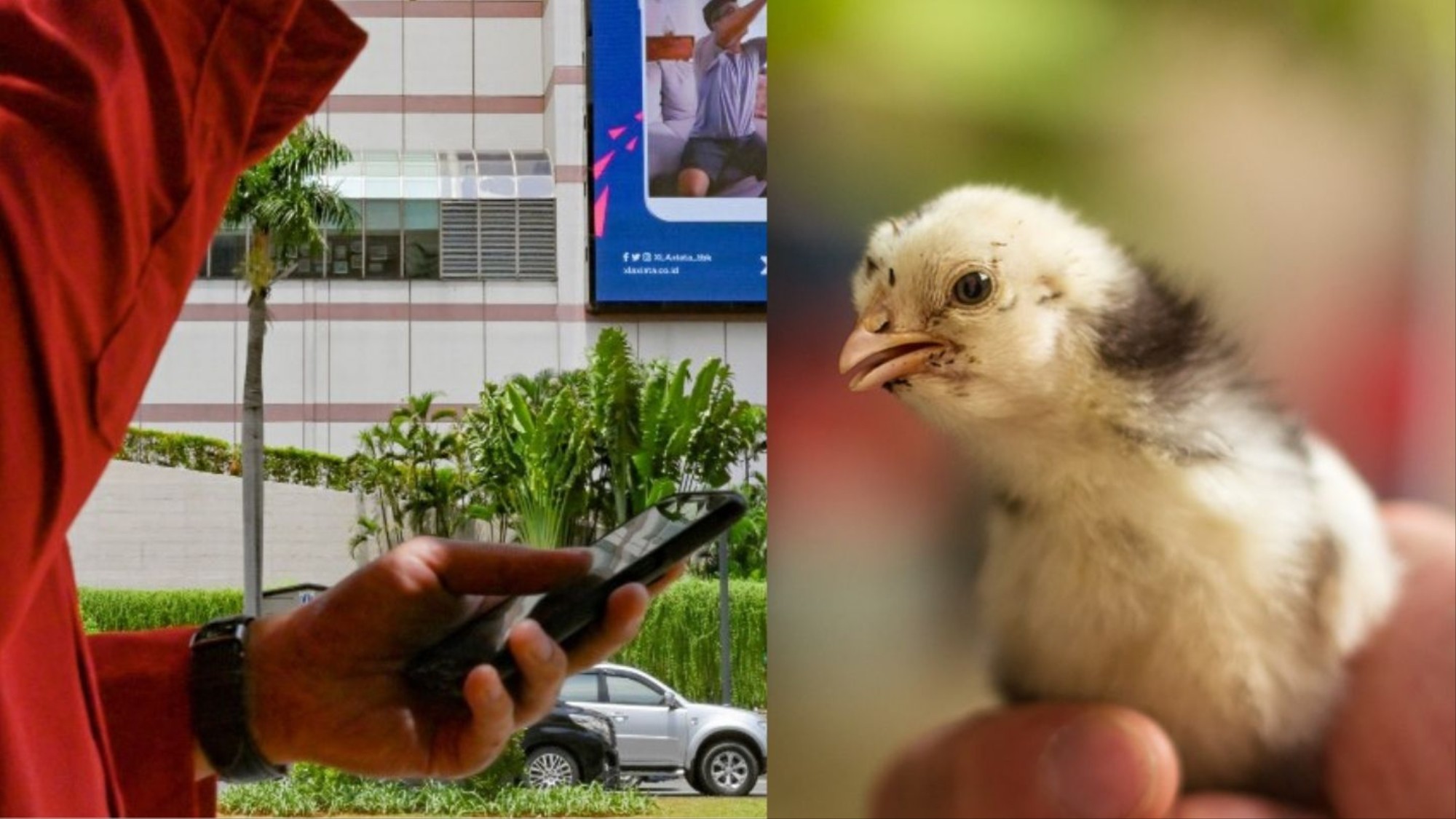 580+ Gambar Kolase Anak Ayam Gratis Terbaik